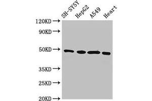 Western Blot Positive WB detected in: SH-SY5Y whole cell lysate, HepG2 whole cell lysate, A549 whole cell lysate, Rat heart tissue All lanes: HOXA5 antibody at 3 μg/mL Secondary Goat polyclonal to rabbit IgG at 1/50000 dilution Predicted band size: 30 kDa Observed band size: 49 kDa (HOXA5 抗体  (AA 1-270))