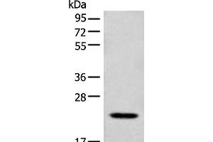 Western blot analysis of Mouse lung tissue lysate using CD300E Polyclonal Antibody at dilution of 1:550 (CD300E 抗体)