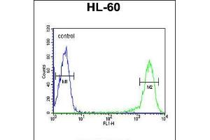 Flow cytometric analysis of HL-60 cells (right histogram) compared to a negative control cell (left histogram). (MICU1 抗体  (C-Term))