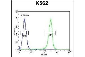 WRN Antibody (Center ) (ABIN656017 and ABIN2845392) flow cytometric analysis of K562 cells (right histogram) compared to a negative control cell (left histogram). (RECQL2 抗体  (AA 787-816))