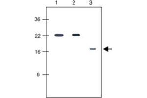 Western blot analysis human recombinant protein KIR2DL1, KIR2DL3 and KIR2DL4 (each 20 ng per well) were resolved by SDS - PAGE, transferred to PVDF membrane and probed with KIR2DL4 monoclonal antibody, clone 2H6 (1 : 500) . (KIR2DL4/CD158d 抗体  (AA 44-202))
