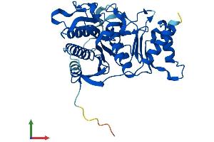Protein Structure (PS) image for Fructose-1,6-Bisphosphatase 2 (FBP2) (AA 1-339) protein (His tag) (ABIN7556735)