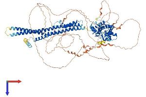 ARHGAP17 Protein (AA 1-881) (His tag)