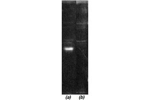 Western blot analysis: Luminograph of a HeLa S3 cytosol preparation after SDS PAGE followed by blotting onto PVDF membrane and probing with (a) antibody  and (b) antibody  pre-absorbed with cognate peptide. (COP9 Signalosome Csn6 Subunit (AA 283-297) 抗体)