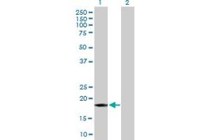 Western Blot analysis of GADD45A expression in transfected 293T cell line by GADD45A MaxPab polyclonal antibody. (GADD45A 抗体  (AA 1-165))