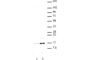 Histone H4 acetyl Lys16 antibody (pAb) tested by Western blot. (Histone H4 抗体  (acLys16))