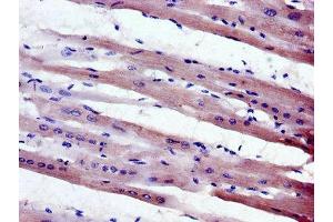 Immunohistochemistry of paraffin-embedded human heart tissue using ABIN7160421 at dilution of 1:100 (MPZL1 抗体  (AA 195-258))