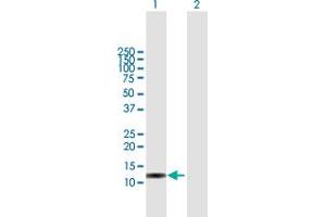 Western Blot analysis of ISG15 expression in transfected 293T cell line by ISG15 MaxPab polyclonal antibody.