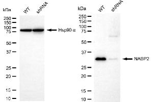 anti-Single-Stranded DNA Binding Protein 1 (SSBP1) antibody