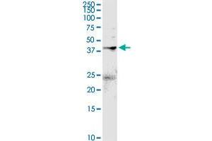 Western Blotting (WB) image for anti-Annexin A2 (ANXA2) (AA 1-357) antibody (ABIN513355)