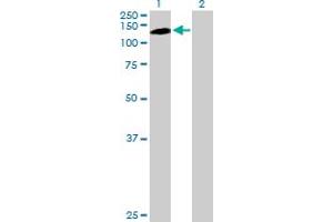 Western Blot analysis of PKN1 expression in transfected 293T cell line by PKN1 MaxPab polyclonal antibody.