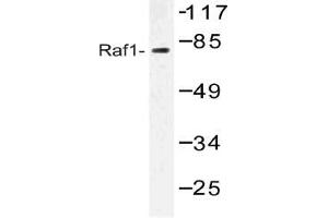 Western blot analysis of RAF1 Antibody in extracts from HT-29 cells. (RAF1 抗体)