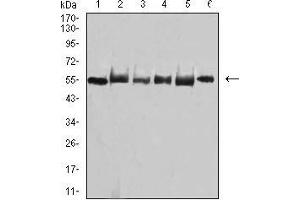 Western Blotting (WB) image for anti-TNF Receptor-Associated Factor 2 (TRAF2) (AA 39-188) antibody (ABIN5542489)