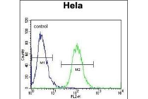 Aurora-A Antibody (C-term) (ABIN1882163 and ABIN2841166) flow cytometric analysis of Hela cells (right histogram) compared to a negative control cell (left histogram). (Aurora A 抗体  (C-Term))