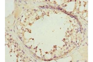 Immunohistochemistry of paraffin-embedded human testis tissue using ABIN7167216 at dilution of 1:100 (RRAS2 抗体  (AA 1-204))