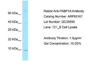 Western Blotting (WB) image for anti-FK506 Binding Protein 1A, 12kDa (FKBP1A) (N-Term) antibody (ABIN2790064) (FKBP1A 抗体  (N-Term))