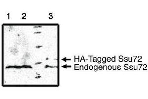 Image no. 1 for anti-Surfeit 1 (SURF1) antibody (ABIN955011) (SURF1 抗体)