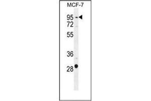 Western blot analysis in MCF-7 cell line lysates (35ug/lane) using PTCHD3 Antibody (C-term) Cat. (PTCHD3 抗体  (C-Term))