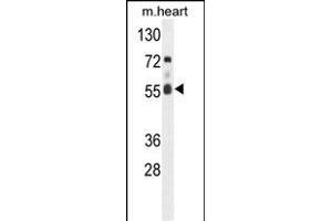 Western blot analysis of hFASTK- (ABIN391120 and ABIN2841247) in mouse heart tissue lysates (35 μg/lane). (FASTK 抗体  (C-Term))