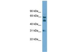 Image no. 1 for anti-WD Repeat Domain 16 (WDR16) (AA 431-480) antibody (ABIN6745002) (WDR16 抗体  (AA 431-480))