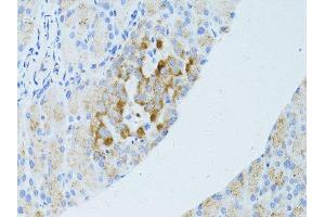 Immunohistochemistry (Paraffin-embedded Sections) (IHC (p)) image for anti-Occludin (OCLN) (AA 263-522) antibody (ABIN6144996)