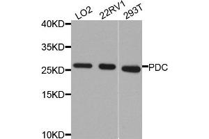 Western blot analysis of extracts of various cells, using PDC antibody. (Phosducin 抗体)