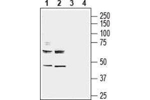 Western blot analysis of mouse (lanes 1 and 3) and rat (lanes 2 and 4) brain membranes: - 1,2. (Neuregulin 3 抗体  (Extracellular, N-Term))