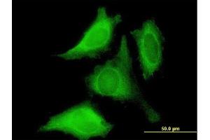Immunofluorescence of purified MaxPab antibody to PROK1 on HeLa cell. (Prokineticin 1 抗体  (AA 1-105))