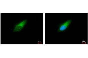 Immunofluorescence (IF) image for anti-Endosulfine alpha (ENSA) antibody (ABIN2855066)