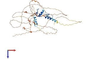 EGR2 Protein (AA 1-470) (His tag)