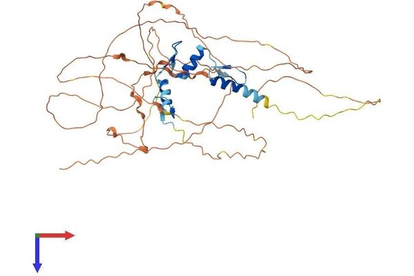 EGR2 Protein (AA 1-470) (His tag)