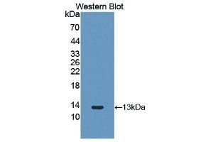 Western Blotting (WB) image for anti-Fibroblast Growth Factor 2 (Basic) (FGF2) (AA 26-153) antibody (ABIN1858868)
