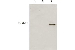 Western blot analysis is shown using Affinity Purified anti-p28 ING5 antibody to detect over expressed Human ING5 present in HeLa cell nuclear extracts. (ING5 抗体  (AA 127-140))