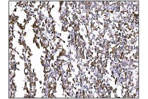 IHC analysis of Prolyl Endopeptidase/PREP using anti-Prolyl Endopeptidase/PREP antibody (ABIN7599118). (PREP 抗体  (AA 1-227))
