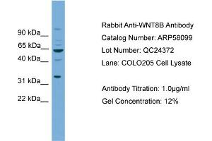 WB Suggested Anti-WNT8B  Antibody Titration: 0. (WNT8B 抗体  (N-Term))