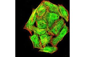 Immunofluorescence analysis of Hela cells using phospho-NLRC4(Ser-533) rat mAb (green). (NLRC4 抗体  (pSer533))