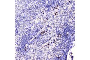 IHC testing of FFPE mouse spleen tissue with HE4 antibody at 0. (WFDC2 抗体  (AA 31-124))