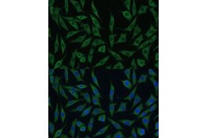 Immunofluorescence analysis of L929 cells using SUMF2 antibody (ABIN7270627) at dilution of 1:100. (SUMF2 抗体  (AA 45-320))