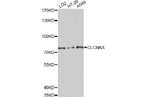 Western blot analysis of extracts of various cell lines, using CLCNKA Antibody. (CLCNKA 抗体)