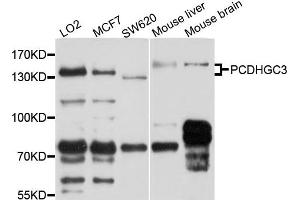Western blot analysis of extract of various cells, using PCDHGC3 antibody. (Protocadherin gamma Subfamily C, 3 (PCDHGC3) 抗体)