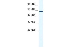 Western Blotting (WB) image for anti-Zinc Finger and BTB Domain Containing 44 (ZBTB44) antibody (ABIN2461235) (ZBTB44 抗体)