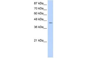 WB Suggested Anti-GTPBP9 Antibody Titration:  0. (OLA1 抗体  (C-Term))