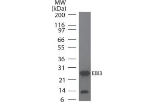 Image no. 1 for anti-Interleukin-27 subunit beta (IL-27b) antibody (ABIN959966) (EBI3 抗体)