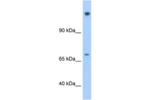 Western Blotting (WB) image for anti-Family with Sequence Similarity 129, Member A (FAM129A) antibody (ABIN2462620) (Niban 抗体)