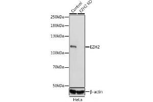 Western blot analysis of extracts from normal (control) and EZH2 knockout (KO) HeLa cells using EZH2 Polyclonal Antibody at dilution of 1:1000. (EZH2 抗体)