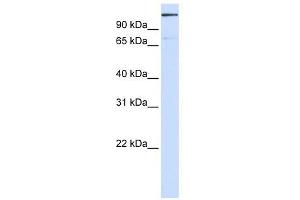 TNKS1BP1 antibody used at 1 ug/ml to detect target protein. (TNKS1BP1 抗体  (Middle Region))