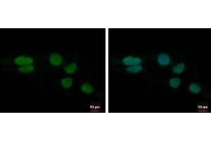 ICC/IF Image LUZP4 antibody [N1C3] detects LUZP4 protein at nucleus by immunofluorescent analysis. (LUZP4 抗体)