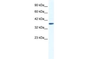 Western Blotting (WB) image for anti-Potassium Channel, Subfamily K, Member 3 (KCNK3) antibody (ABIN2461097) (KCNK3 抗体)