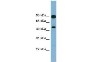 WB Suggested Anti-AGK Antibody Titration: 0. (Acylglycerol Kinase 抗体  (N-Term))