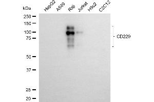 anti-Lymphocyte Antigen 9 (CD229) antibody